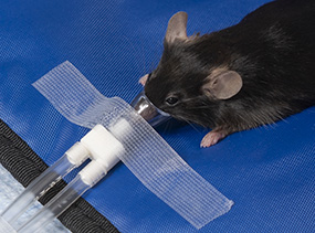 черная лабораторная мышь, получающая анестезию изофлураном